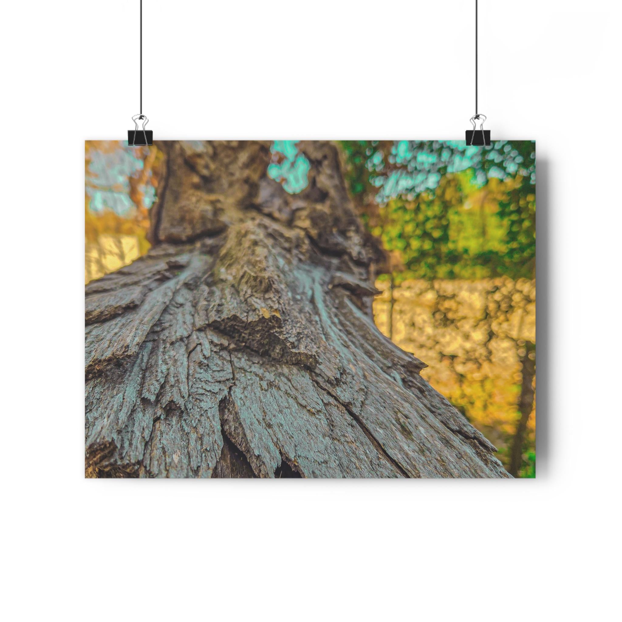 Rooted Reverie Art Print Nature Photography Poster Tree Bark Texture Print Earthy Home Decor Natural Wall Art for Rustic or Boho Interiors